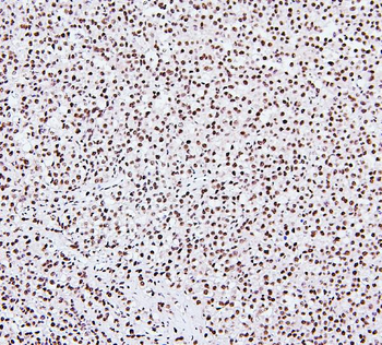 NRF1 Mouse Monoclonal Antibody