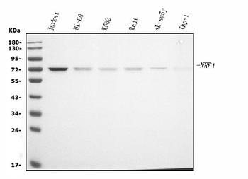 NRF1 Mouse Monoclonal Antibody