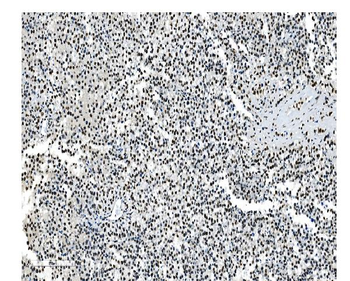 NRF1 Mouse Monoclonal Antibody