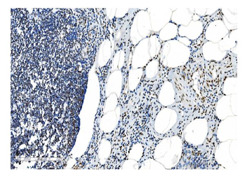 NRF1 Mouse Monoclonal Antibody