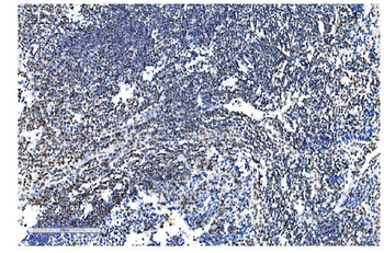 NRF1 Mouse Monoclonal Antibody