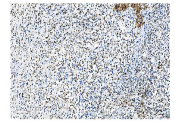 NRF1 Mouse Monoclonal Antibody