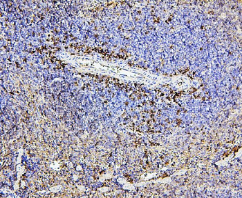 CD43/SPN Mouse Monoclonal Antibody