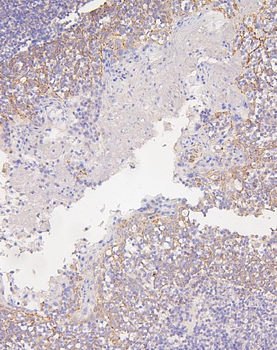 Connexin 43/GJA1 Rabbit Polyclonal Antibody
