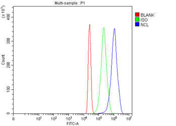 Nucleolin/NCL Rabbit Polyclonal Antibody