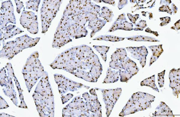 Nucleolin/NCL Rabbit Polyclonal Antibody