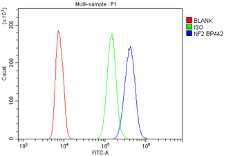 NF2/Merlin Rabbit Polyclonal Antibody