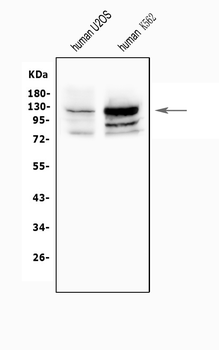 NFAT2/NFATC1 Rabbit Polyclonal Antibody