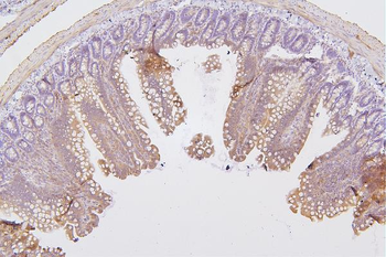 PKC delta/PRKCD Rabbit Polyclonal Antibody