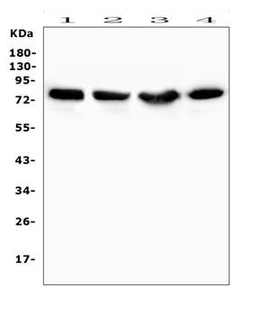 PKC delta/PRKCD Rabbit Polyclonal Antibody