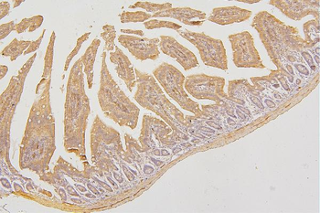 PKC delta/PRKCD Rabbit Polyclonal Antibody