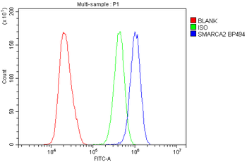 SMARCA2/BRM Rabbit Polyclonal Antibody