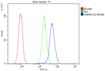 SMARCA2/BRM Rabbit Polyclonal Antibody
