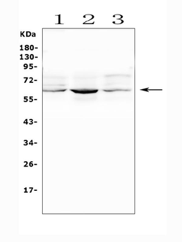 SMOX Rabbit Polyclonal Antibody