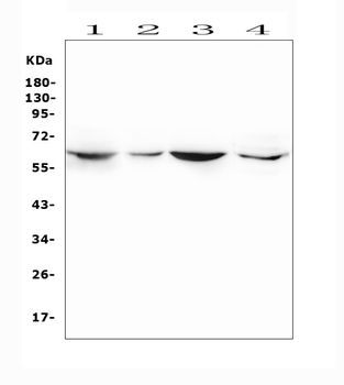 SMOX Rabbit Polyclonal Antibody