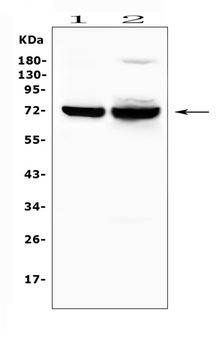 SYK Rabbit Polyclonal Antibody