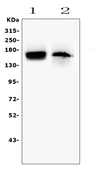 TIE2/TEK Rabbit Polyclonal Antibody