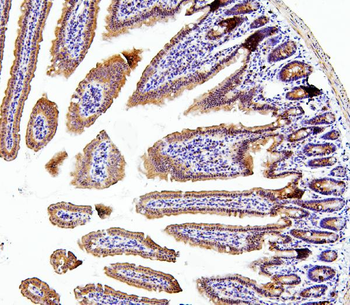 Thioredoxin 2/TXN2 Rabbit Polyclonal Antibody