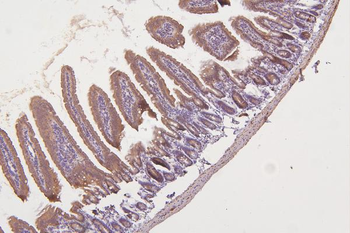 Thioredoxin 2/TXN2 Rabbit Polyclonal Antibody