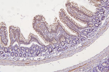 Thioredoxin 2/TXN2 Rabbit Polyclonal Antibody