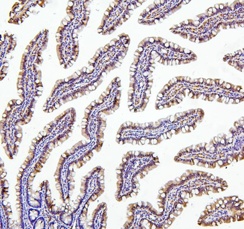 Thioredoxin 2/TXN2 Rabbit Polyclonal Antibody