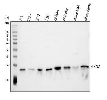 Thioredoxin 2/TXN2 Rabbit Polyclonal Antibody