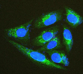 Thioredoxin 2/TXN2 Rabbit Polyclonal Antibody