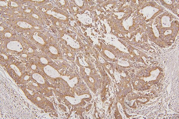 Thioredoxin 2/TXN2 Rabbit Polyclonal Antibody