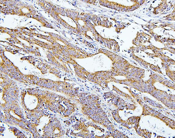 Thioredoxin 2/TXN2 Rabbit Polyclonal Antibody