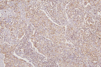 Thioredoxin 2/TXN2 Rabbit Polyclonal Antibody