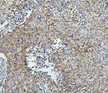 Thioredoxin 2/TXN2 Rabbit Polyclonal Antibody