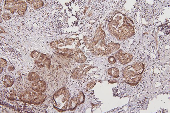 Thioredoxin 2/TXN2 Rabbit Polyclonal Antibody