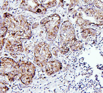 Thioredoxin 2/TXN2 Rabbit Polyclonal Antibody