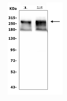 ATRX Rabbit Polyclonal Antibody
