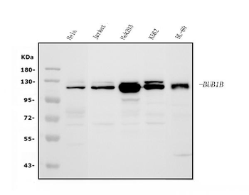 BubR1/BUB1B Rabbit Polyclonal Antibody