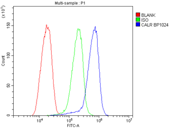 Calreticulin/CALR Rabbit Polyclonal Antibody