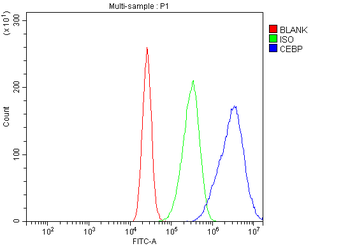 CEBP Alpha/CEBPA Rabbit Polyclonal Antibody