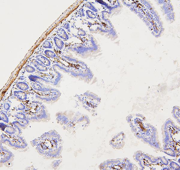 Filamin A/FLNA Rabbit Polyclonal Antibody