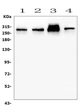 Filamin A/FLNA Rabbit Polyclonal Antibody