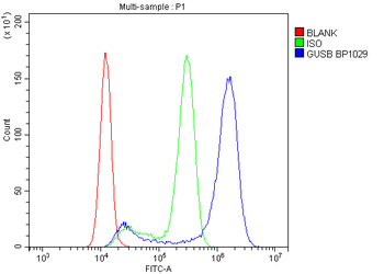 beta glucuronidase/GUSB Rabbit Polyclonal Antibody