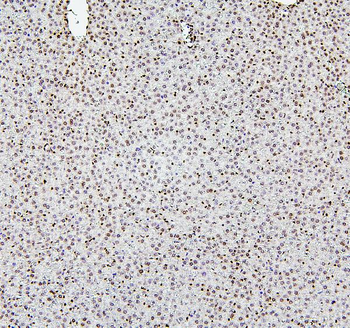 Histone H1.0/H1F0/H1 Rabbit Polyclonal Antibody