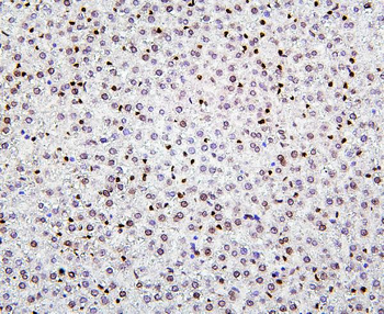 Histone H1.0/H1F0/H1 Rabbit Polyclonal Antibody