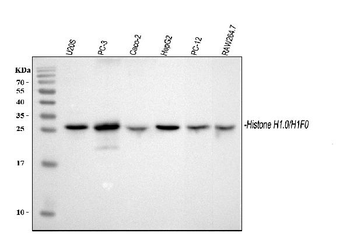 Histone H1.0/H1F0/H1 Rabbit Polyclonal Antibody