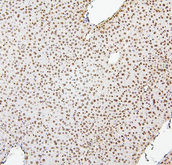 Histone H1.0/H1F0/H1 Rabbit Polyclonal Antibody