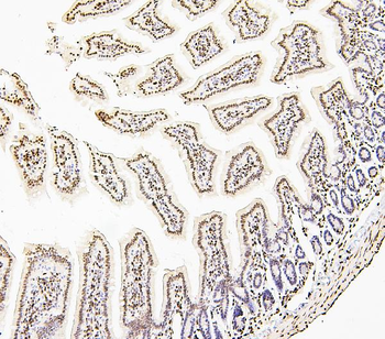 Histone H1.0/H1F0/H1 Rabbit Polyclonal Antibody