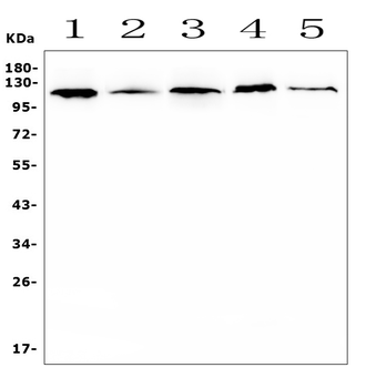 HIF-1 alpha/HIF1A/HIF Rabbit Polyclonal Antibody