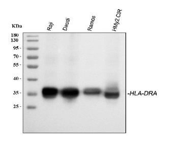 HLA-DR/HLA-DRA/HLA Rabbit Polyclonal Antibody