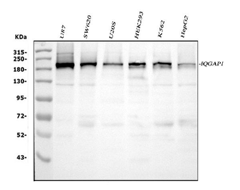 IQGAP1 Rabbit Polyclonal Antibody