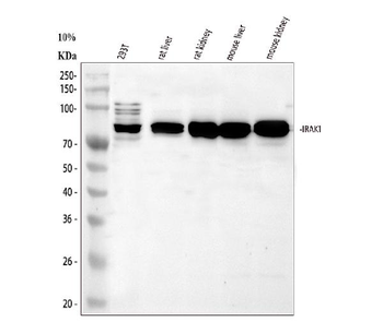 IRAK-1/IRAK1/IRAK Rabbit Polyclonal Antibody