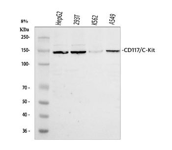 c-Kit/Kit Rabbit Polyclonal Antibody